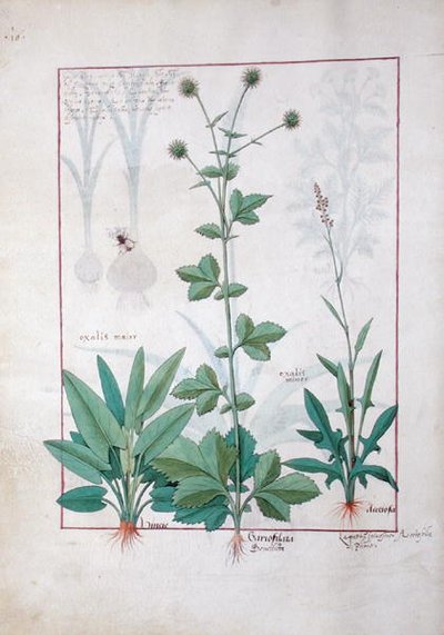 Sorrel and Gariofilata (Benedicta Wood) illustration from The Book of Simple Medicines by Mattheaus Platearius by Robinet Testard